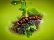 Laro Caterpillar Larva Animal Jigsaw online