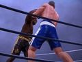 Laro Boxing Club online