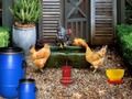 Laro Unggoy Farm Easter Escape  online
