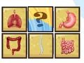 Laro Scanner ng organ ng tao  online