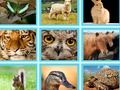 Laro Hal. Pic quiz online