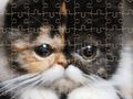 Laro Mga kakaibang pusa jigsaw puzzle online