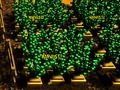 Laro Pixel Farm online