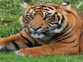 Laro Zoo Trivia online