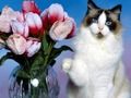 Laro Nakakatawang Pusa Palaisipan  online