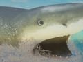 Laro La Shark online