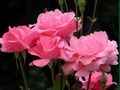 Laro Mga Rosas na Rosas  online