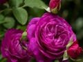 Laro Purple Roses online