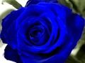 Laro Mga Blue Rosas  online