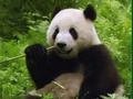 Laro Palaisipan ng Pandas  online