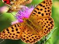 Laro Slide ng Butterfly  online