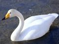 Laro Maligayang Swan  online
