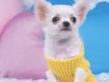 Laro Kaibig-ibig Puppy Puzzle  online