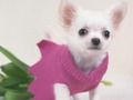 Laro Ang cute na mga Puppies puzzle  online