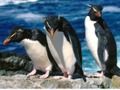 Laro Slide ng mga penguin online