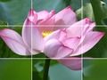 Laro Bulaklak na Lotus  online