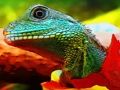 Laro Jigsaw ng Dragon Water Dragon  online