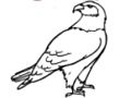 Laro Book ng Pangkulay Eagle  online