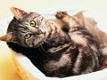 Laro Nakakatawang Pusa At Aso Itinaas ng Jigsaw Puzzle  online