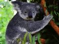 Laro Cute baby koala bear online