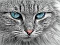 Laro Itinaas ng Jigsaw ng Cat Eye  online