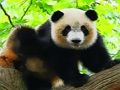Laro Cute baby panda online