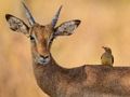 Laro Wild Deer Jigsaw online
