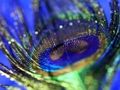 Laro Peacock feather jigsaw online