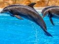 Laro Sea dolphin jigsaw online