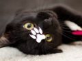 Laro Cute na pusa puzzle online