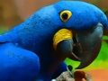 Laro Parrot Bird Puzzle online