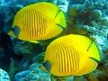 Laro Underwater World Jigsaw online