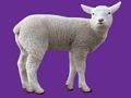 Laro Baby Animal online