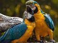 Laro Parrot Jigsaw online