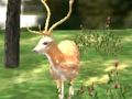 Laro Animal Safari Hunter 2020 online