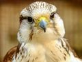 Laro Gyrfalcon Jigsaw online