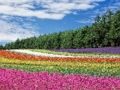 Laro Makukulay na Flower Garden Jigsaw  online
