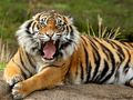 Laro Mga Hayop Jigsaw Puzzle Tiger  online