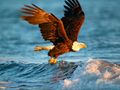 Laro Mga Hayop Jigsaw Puzzle Eagle  online