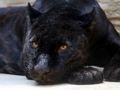 Laro Black Panther Jigsaw online