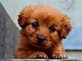Laro Puppy puzzle online