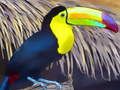 Laro Toucan Bird Jigsaw online