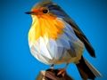 Laro Poly Birds Jigsaw online