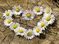 Laro Daisy Heart Jigsaw online