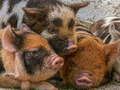 Laro Piglet piggy jigsaw online