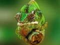 Laro Chameleon Jigsaw online