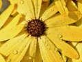 Laro Bulaklak petals raindrop jigsaw online