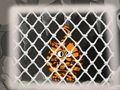 Laro Pagtakas ng Tigre 1  online