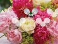 Laro Medyo Blossom Wallpaper Escape  online