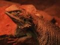 Laro Dragon Lizard Jigsaw online